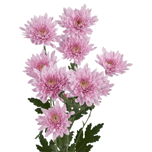 Fresh Blooms Flowers-Chrysanthemums