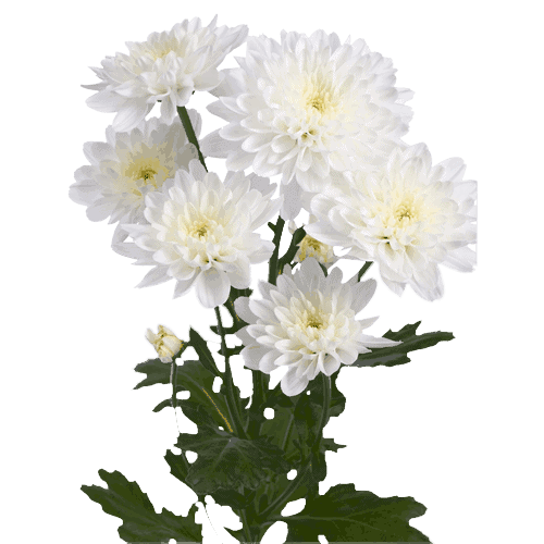 Fresh Blooms Flowers-Chrysanthemums