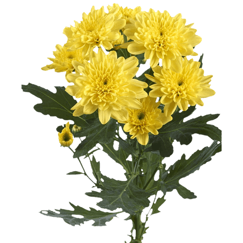 Fresh Blooms Flowers-Chrysanthemums