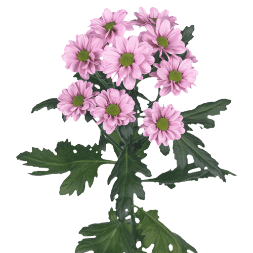 Fresh Blooms Flowers-Chrysanthemums