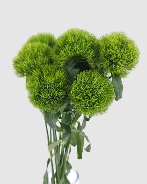 green trick carnations on a white background