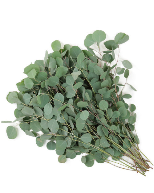 Eucalyptus Wholesale Flowers Fresh Blooms Langley Fresh Blooms