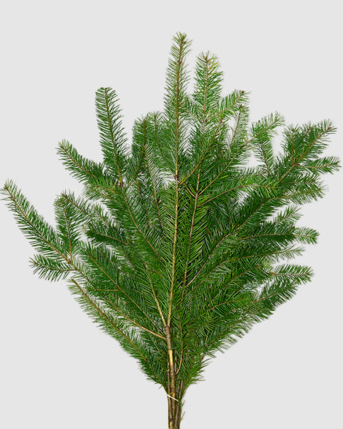 Douglas Fir on a white background