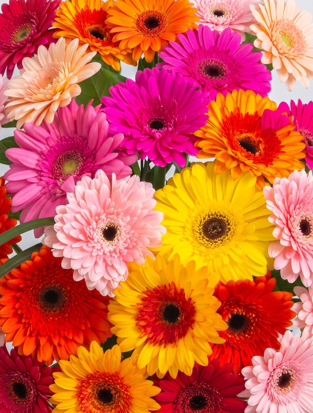 Assorted gerbera daisies in red, orange, yellow, pink and peach