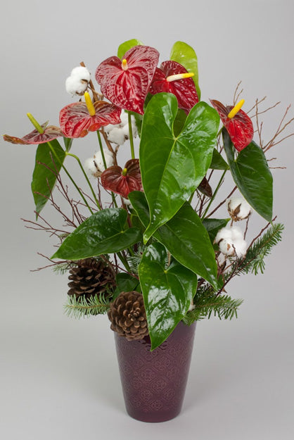 Decorative plant arrangement with anthurium, pinecones and cotton in a burgundy pot.