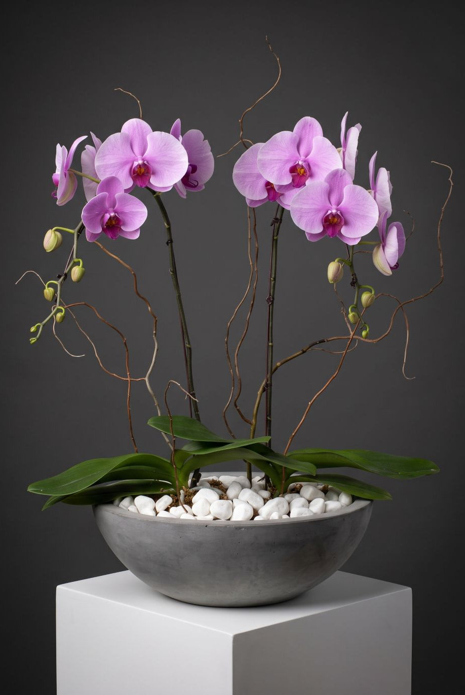 Lavish pink phalaenopsis orchids with multiple arching stems in a grey concrete bowl with white pebbles and curly willow