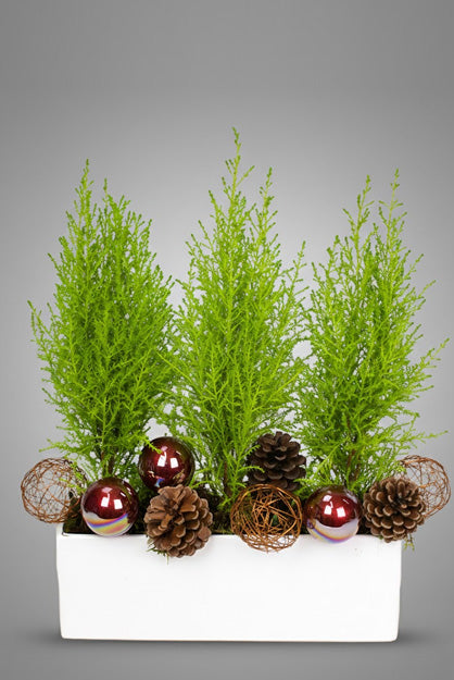 Holiday Lemon Cypress topiary, a bright green potted Christmas tree with a citrus scent.