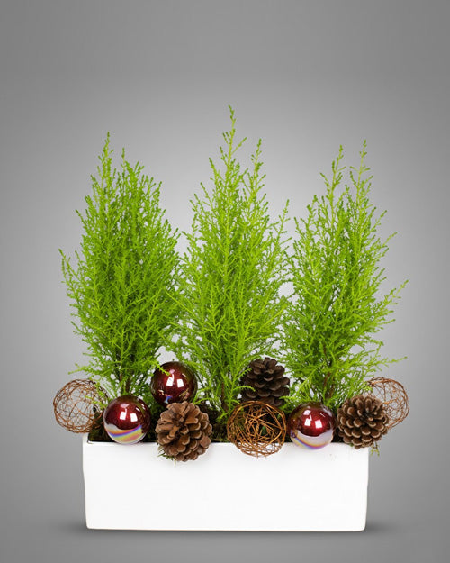 Holiday Lemon Cypress topiary, a bright green potted Christmas tree with a citrus scent.