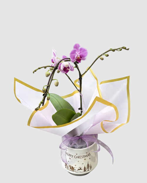 Potted orchid wrapped in white paper with gold edges on a white background