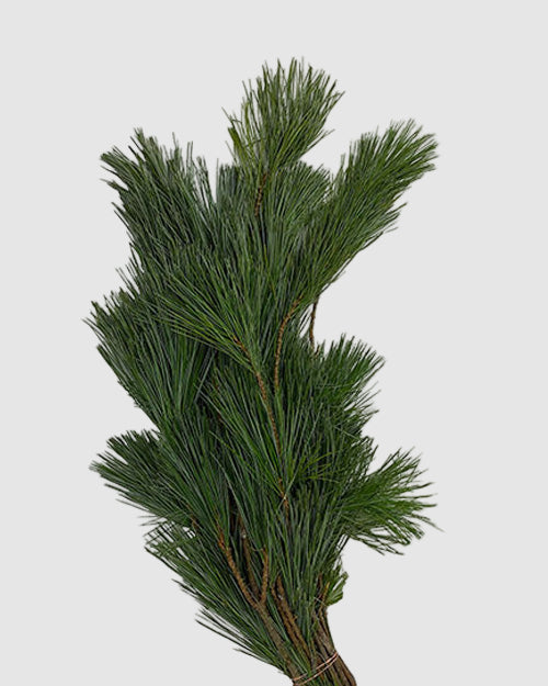 Bundled pine branches on a white background