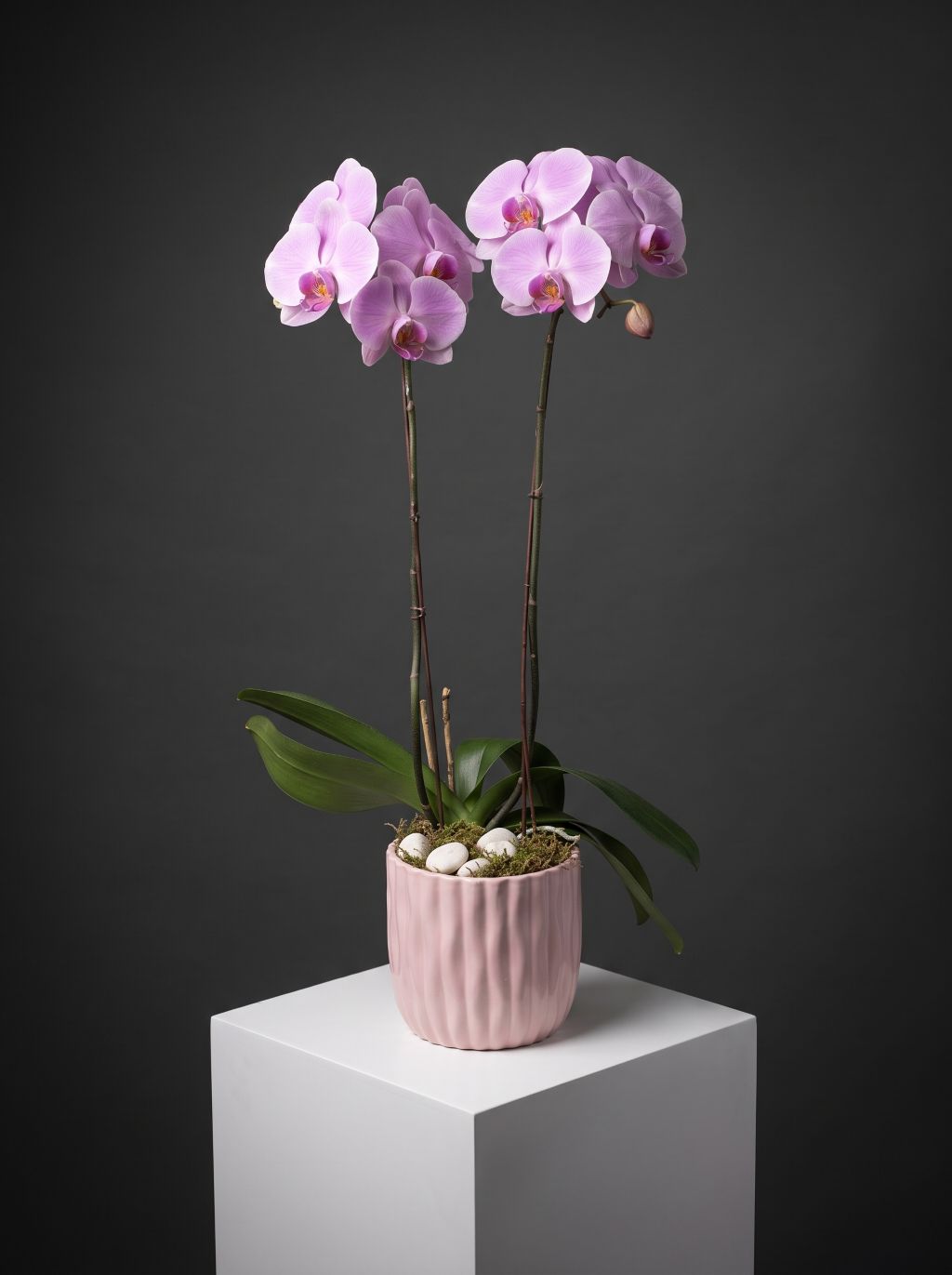 Pink double stem phalaenopsis orchid in a ribbed blush-pink ceramic pot with moss and white pebbles