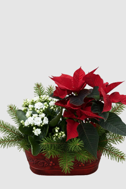Decorative pot with red poinsettia, greenery, and white flowers on a gray background