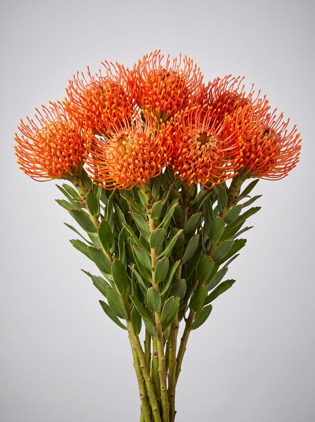Bunch of orange pincushion protea with spiky round flower heads