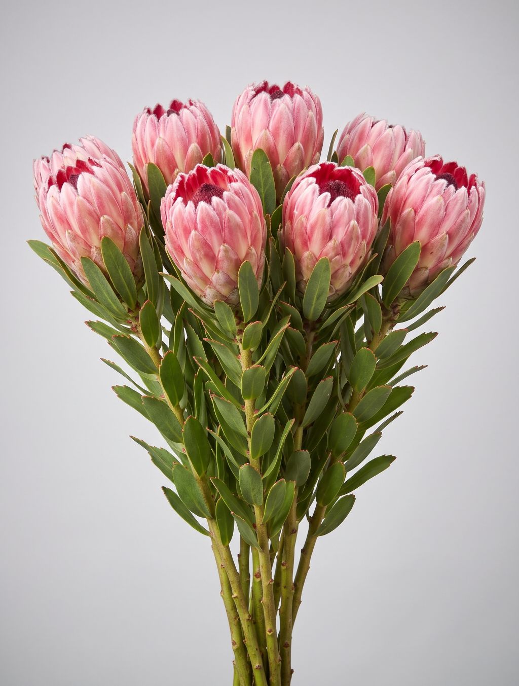 Bunch of pink protea with soft pink bracts and red tips