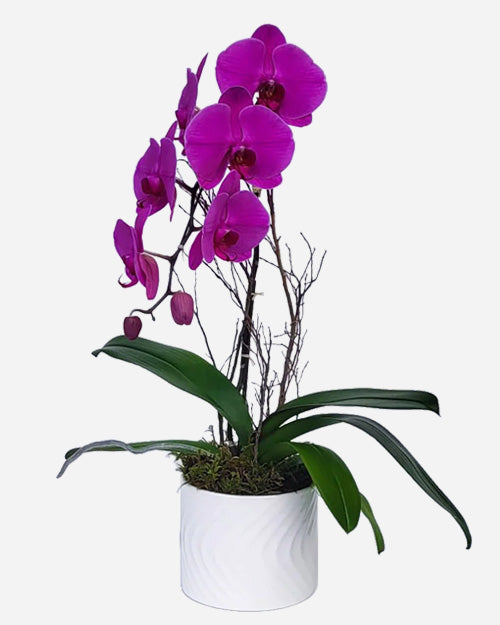 Fresh Blooms Flowers-Purple Waterfall Orchid