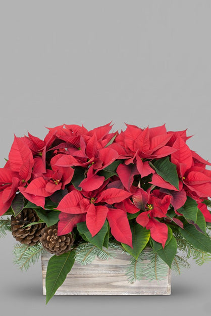 A vibrant red Festive Poinsettia plant in a wooden box, perfect for Christmas decor.