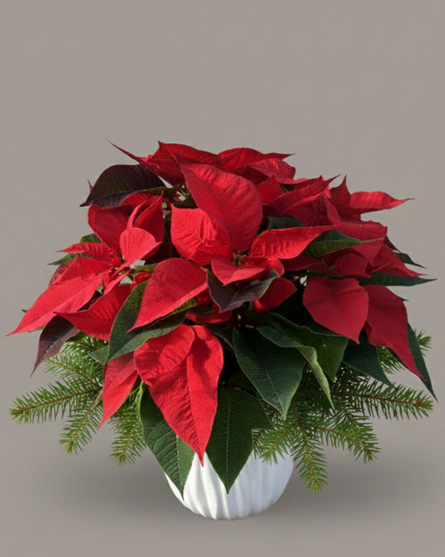 A fresh, vibrant red poinsettia plant in a festive pot, available for delivery in Vancouver.