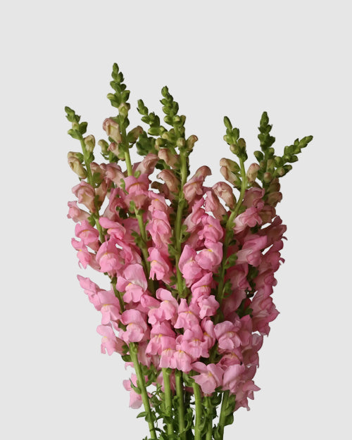 Bouquet of light pink snapdragons on a light grey background