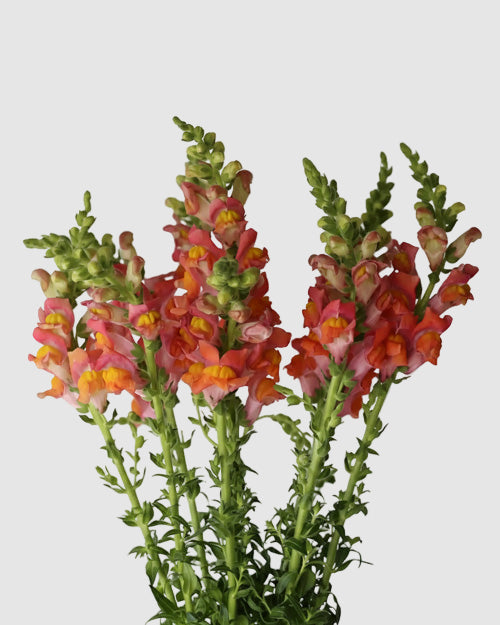 Bouquet of orange snapdragons on a light grey background