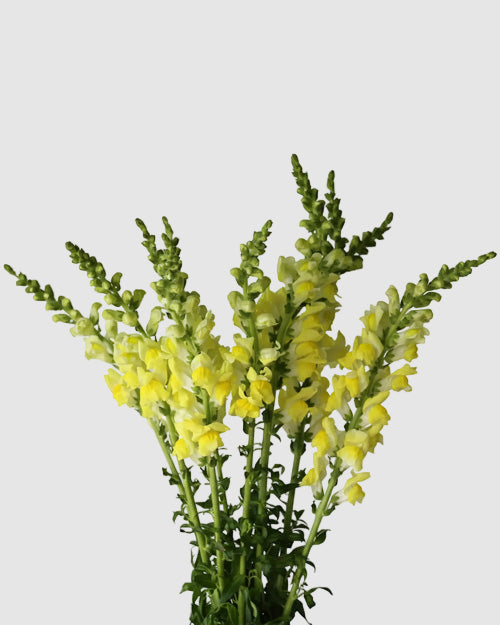 Bouquet of yellow snapdragons on a light grey background