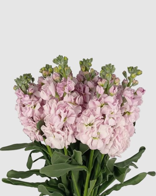 Light Pink Stock on a light grey background