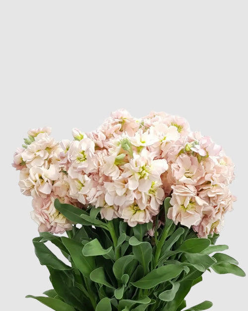Peach Stock on a light grey background