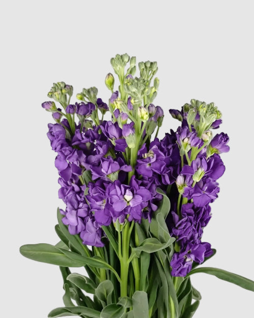 Purple Stock on a light grey background