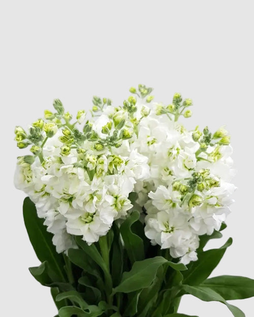 White Stock on a light grey background