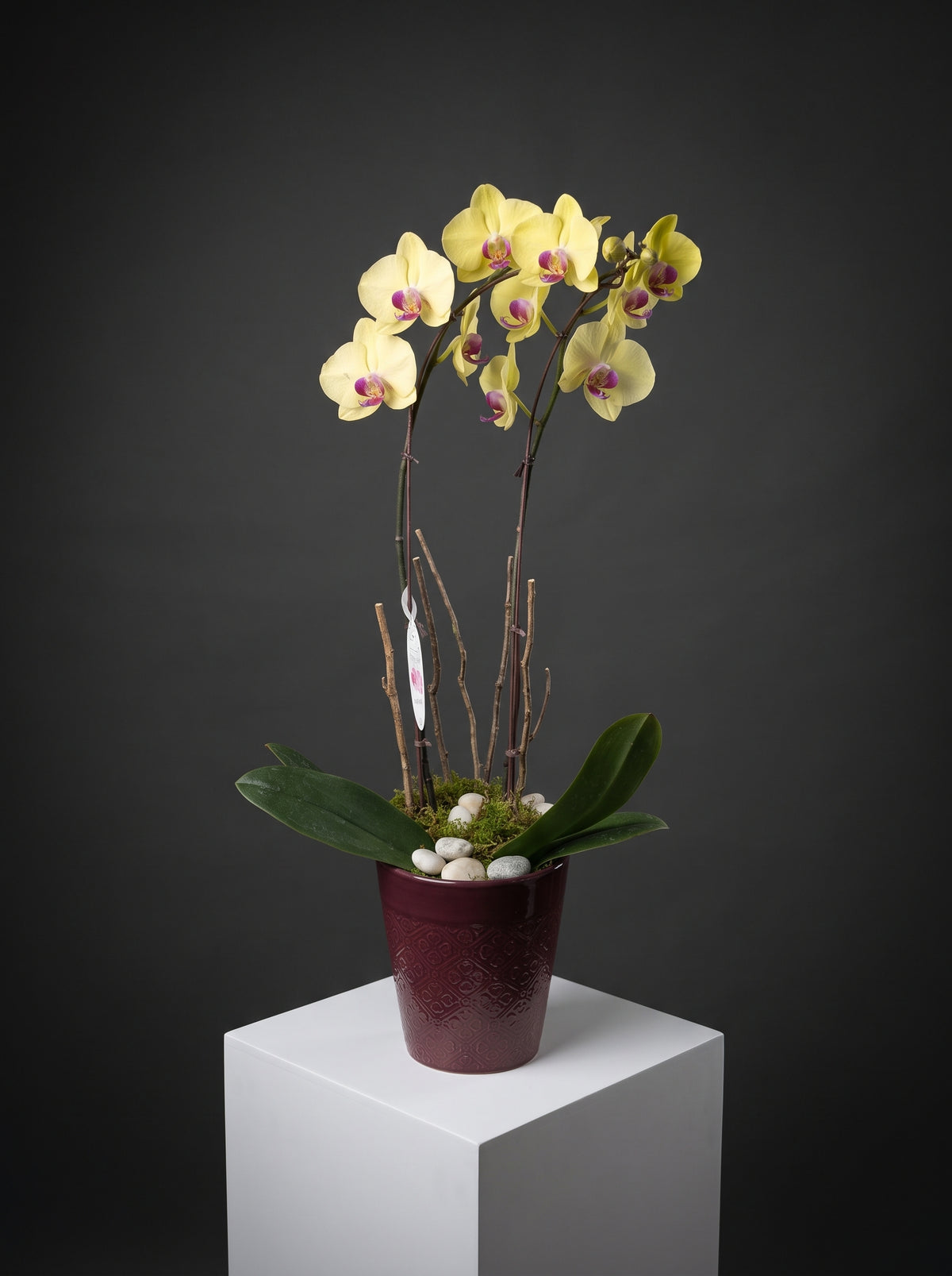 Yellow double stem phalaenopsis orchid with magenta centres in an embossed burgundy ceramic pot with moss, branches and white pebbles