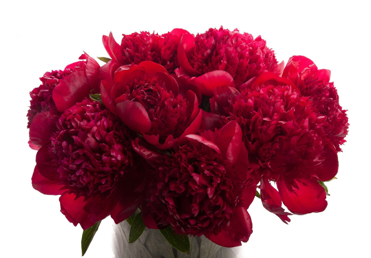 Fresh Blooms Flowers-Burgundy Peony Bouquet