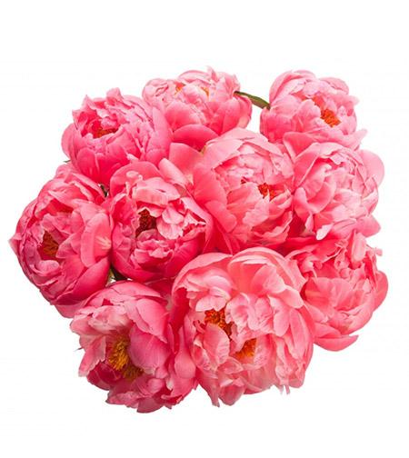 Fresh Blooms Flowers-Coral Peony Bouquet
