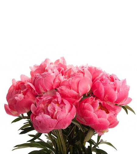 Fresh Blooms Flowers-Coral Peony Bouquet