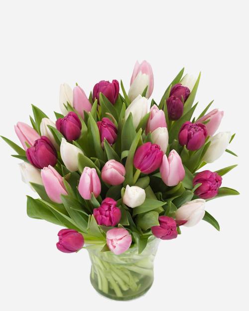 Fresh Blooms Flowers-Cotton Candy Tulips