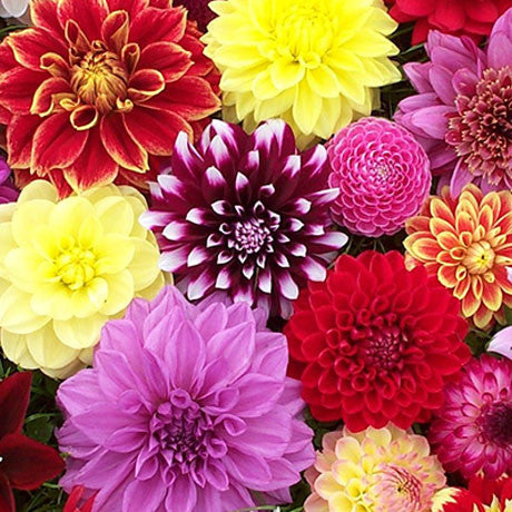 Fresh Blooms Flowers-Vibrant Dahlia Bouquet