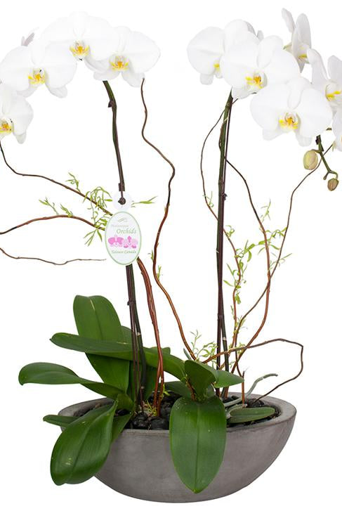 Fresh Blooms Flowers-Double Orchids Elegance - Store Pickup
