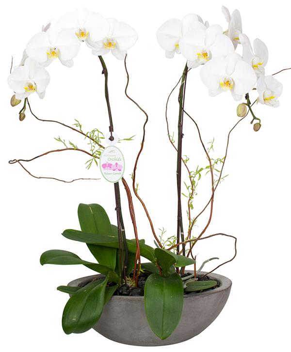 Fresh Blooms Flowers-Double Orchids Elegance - Store Pickup
