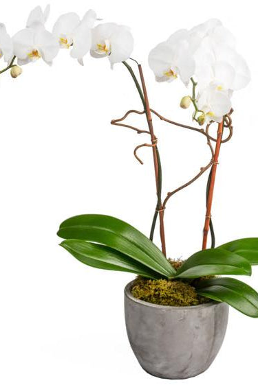 Fresh Blooms Flowers-Double White Orchids