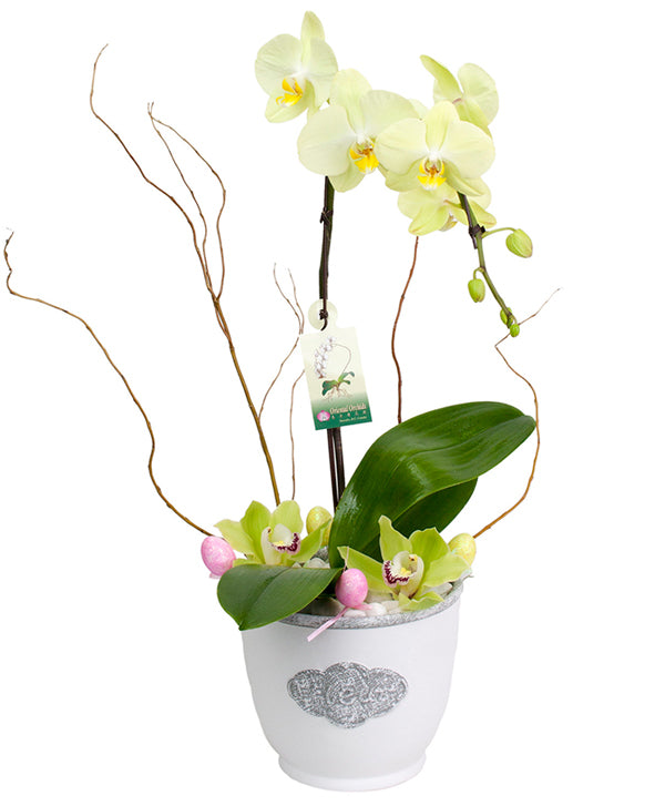 Fresh Blooms Flowers-Easter Orchid Special