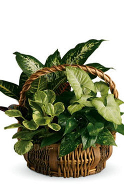 Fresh Blooms Flowers-Emerald Garden Basket