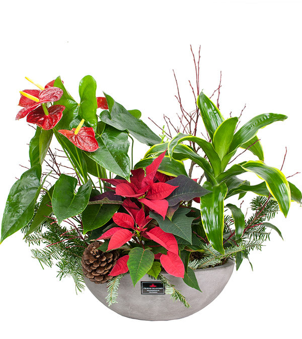 Fresh Blooms Flowers-Holiday Planter