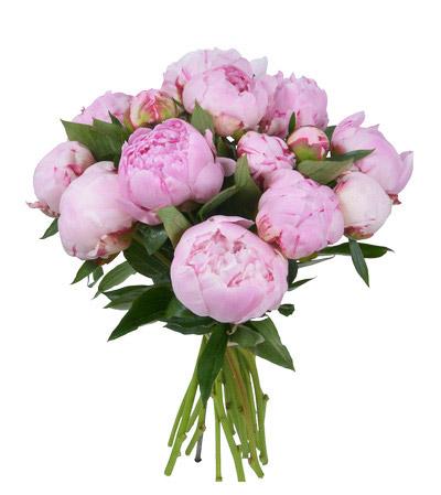 Fresh Blooms Flowers-Light Pink Peony Bouquet