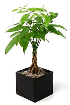 Fresh Blooms Flowers-Money Tree Plant