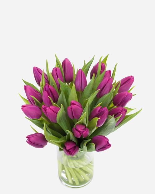 Fresh Blooms Flowers-Passion Purple Tulips