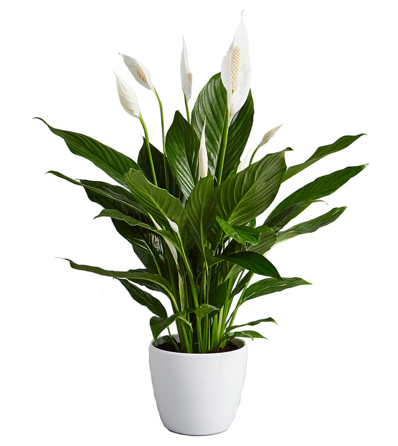 Fresh Blooms Flowers-Peace Lily Plant