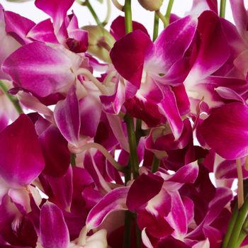 Fresh Blooms Flowers-Pink Dendrobium Orchids Bouquet
