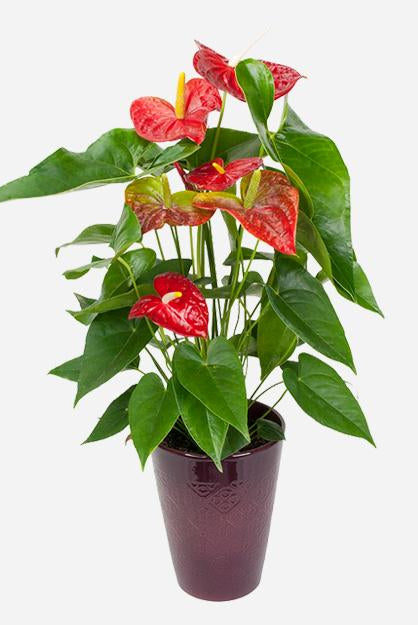 Fresh Blooms Flowers-Red Anthurium Plant