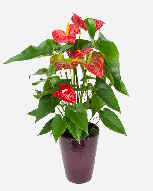 Fresh Blooms Flowers-Red Anthurium Plant
