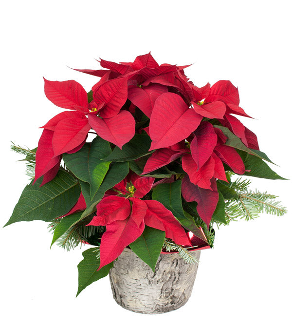 Fresh Blooms Flowers-Red Poinsettia