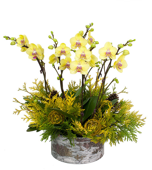 Fresh Blooms Flowers-Holiday Orchids Planter