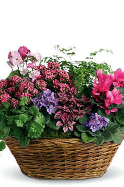 Fresh Blooms Flowers-Simply Chic Mixed Plant Basket
